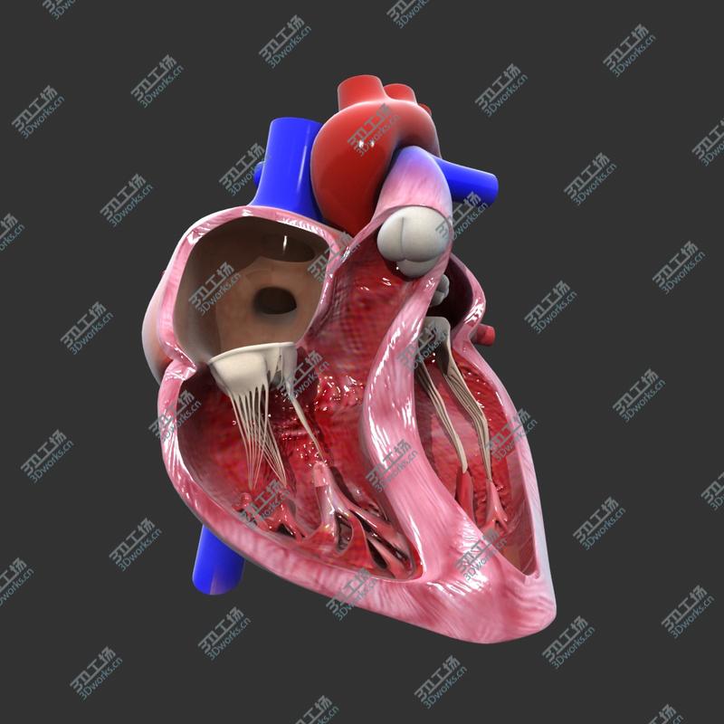 images/goods_img/2021040234/Heart cross section Animated model/3.jpg